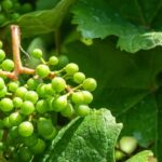 ¿Por qué no tengo uvas en mi Vid?