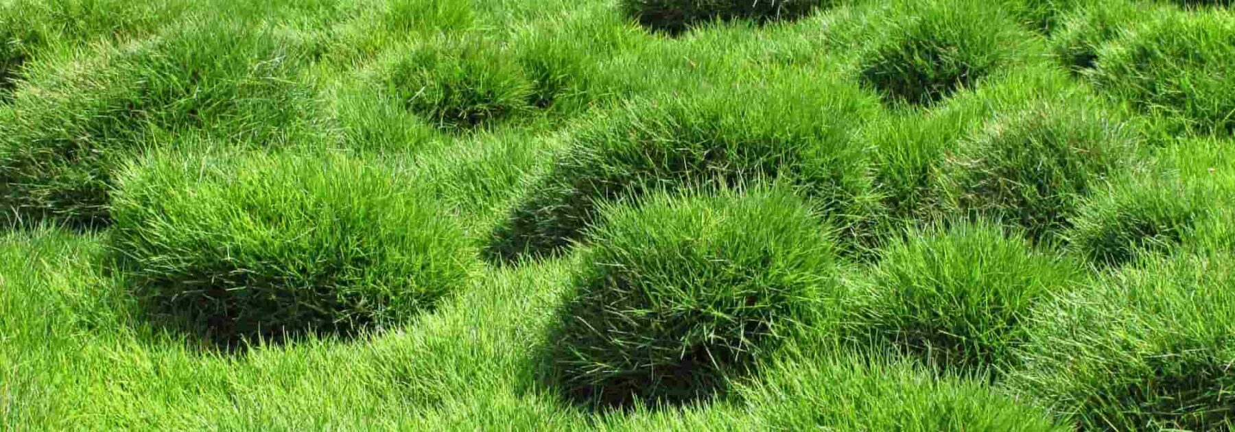 El Zoysia tenuifolia o césped de las Mascareñas: plantación, cultivo y mantenimiento