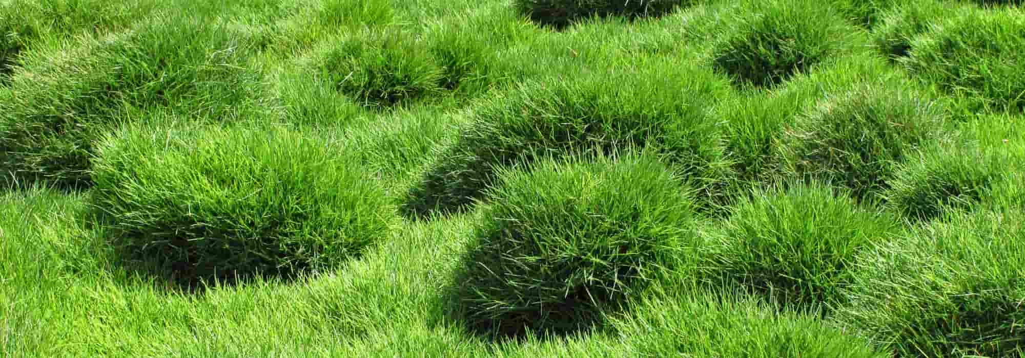 El Zoysia tenuifolia o césped de las Mascareñas: plantación, cultivo y mantenimiento