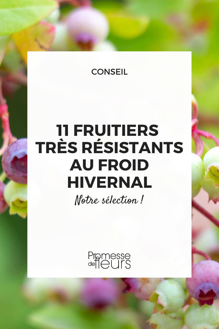 Vaccinium corymbosum (traducción al español: Arándano azul o Arándano alto)