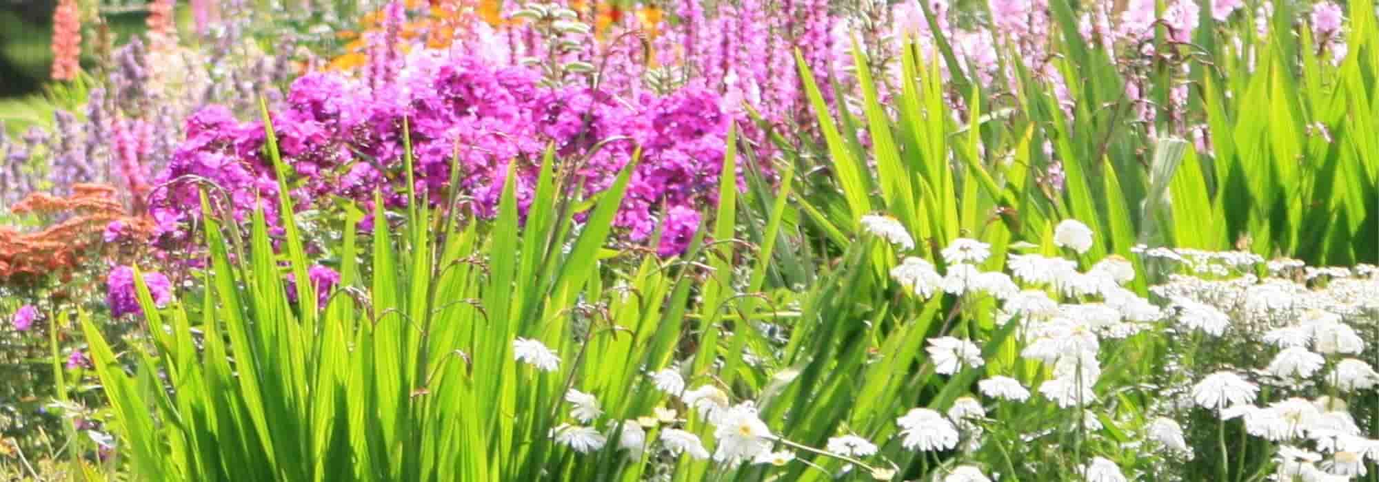 3, 5, 7, 9: los números mágicos para un jardín de vivaces de éxito