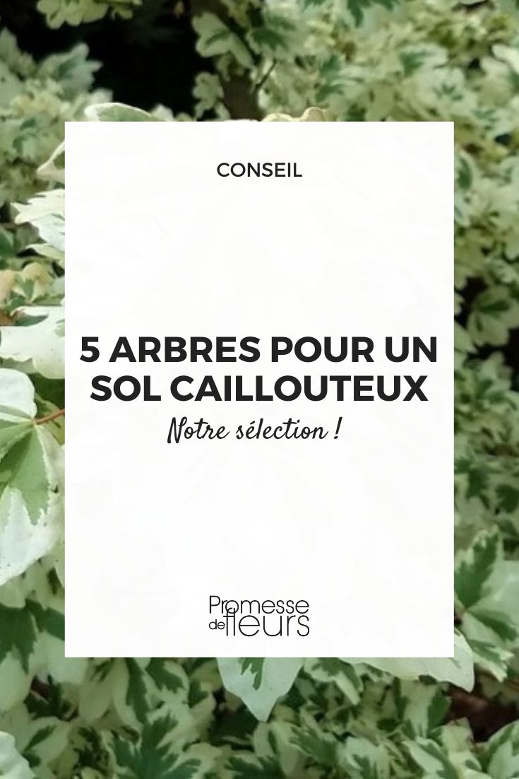 Acer campestre Carnival