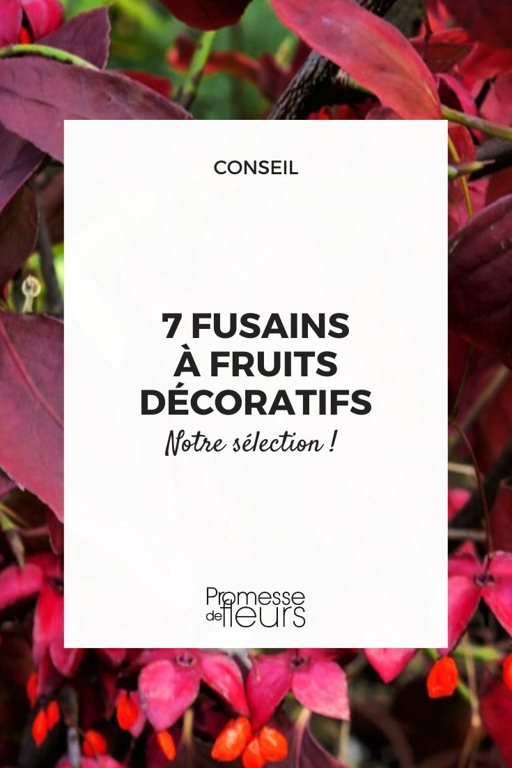 Euonymus planipes (traducción al español: Euonymus planipes)  

*Nota: Los nombres científicos de plantas generalmente no se traducen, pero se pueden añadir nombres comunes en español si existen. En este caso, "Euonymus planipes" podría conocerse como "Evónimo de tallo plano" o similar, aunque es menos común. Se recomienda mantener el nombre científico y añadir una explicación entre paréntesis si es necesario para el público hispanoparlante.*  

Ejemplo de uso en un texto:  
"El Euonymus planipes es un arbusto caducifolio muy apreciado por su follaje otoñal de colores vibrantes y sus frutos ornamentales."  

*Si necesitas una traducción más específica o adaptada a un contexto particular, por favor proporciónalo.*