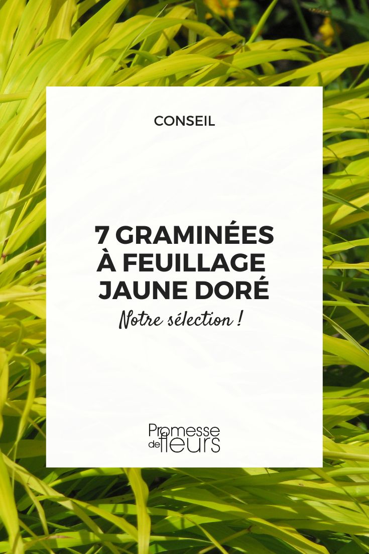 Hakonechloa macra 'Aureola'