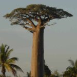 Adansonia - Baobab: plantar y cultivar