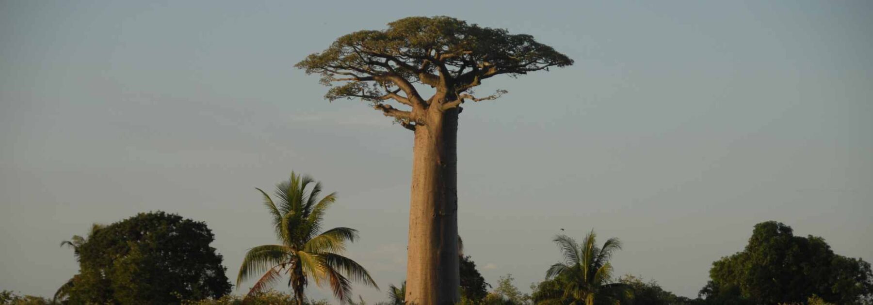 Adansonia - Baobab: plantar y cultivar