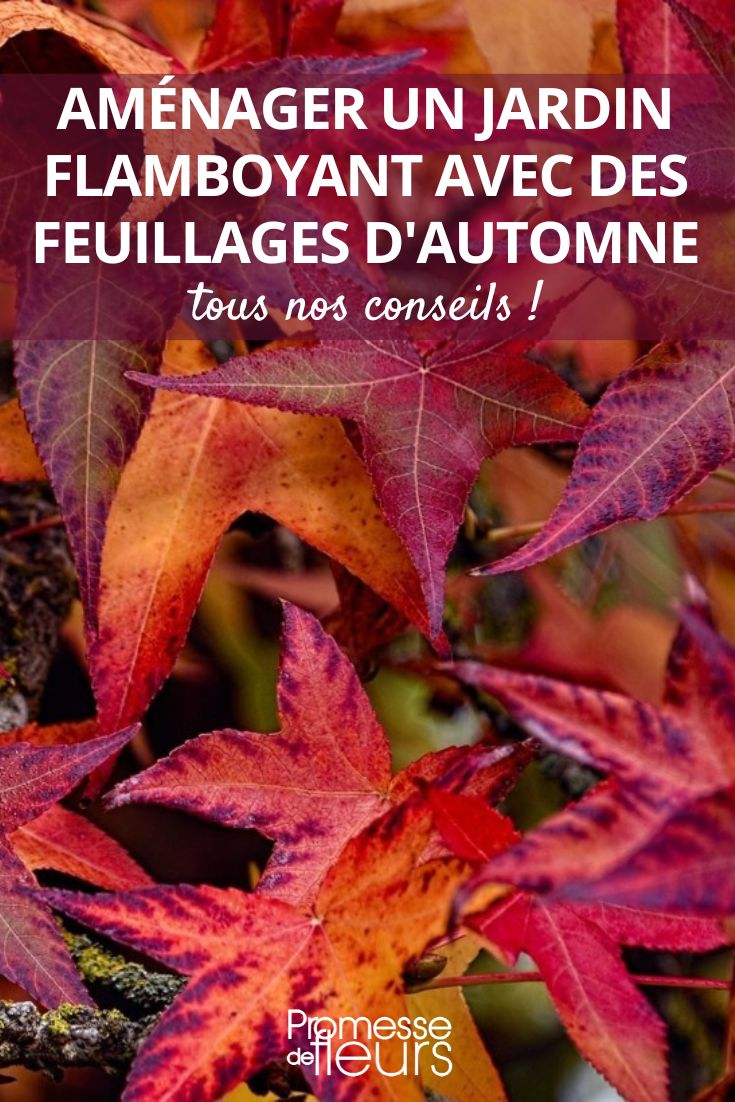 Liquidámbar americano (Liquidambar styraciflua)