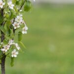 Árbol de tallo, de media talla, de arbol multitronco: ¿qué es?