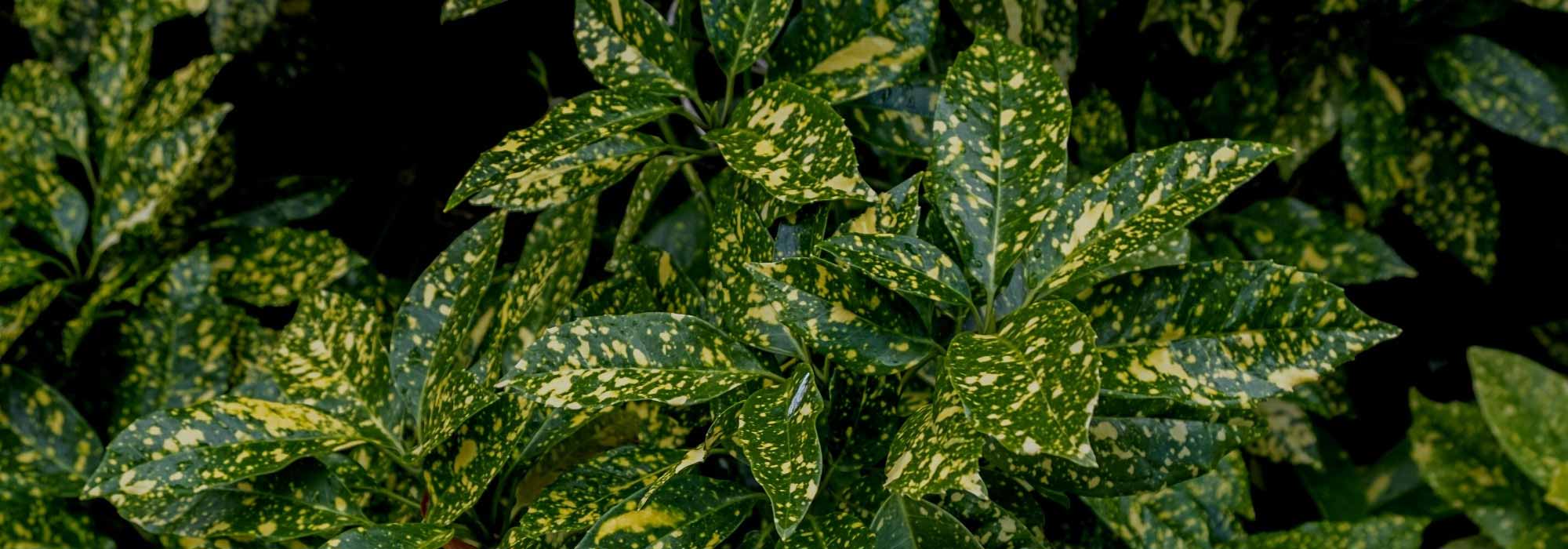 ¿Cómo proteger su Aucuba de las enfermedades y los parásitos?