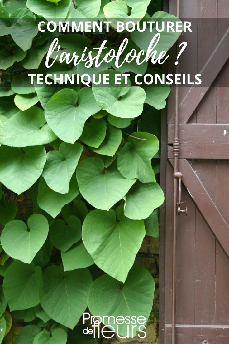 esqueje de Aristolochia