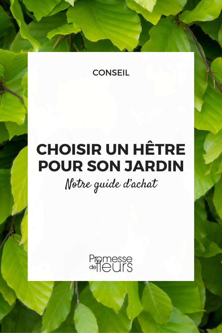 ¿Qué Fagus elegir?