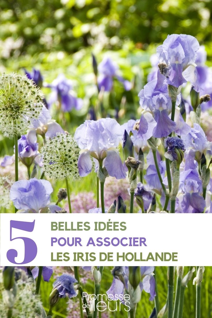 lirios y ajos ornamentales