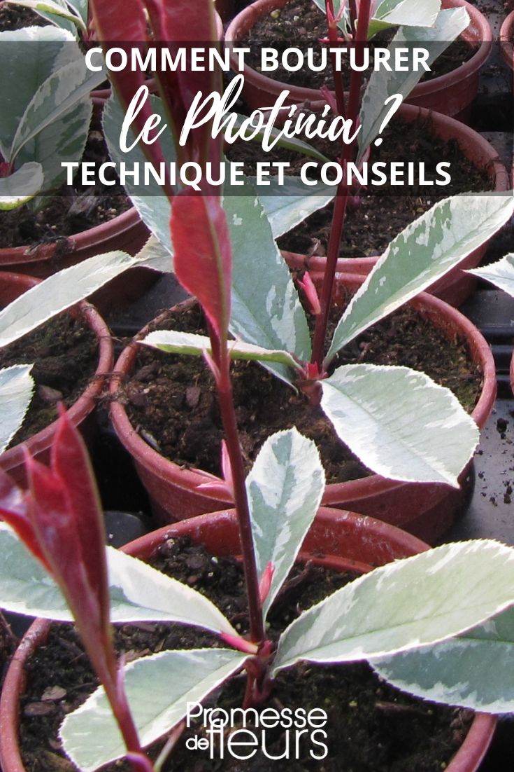 Esquejado y multiplicación del photinia