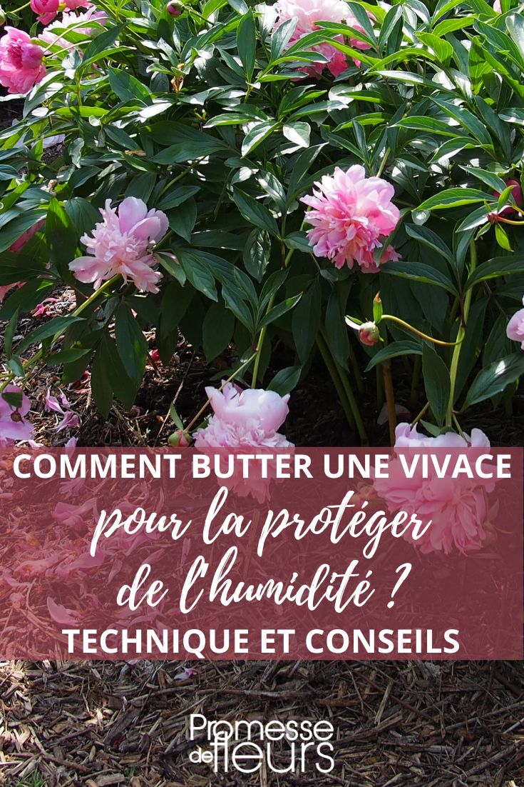 consejos para evitar la humedad en las plantas