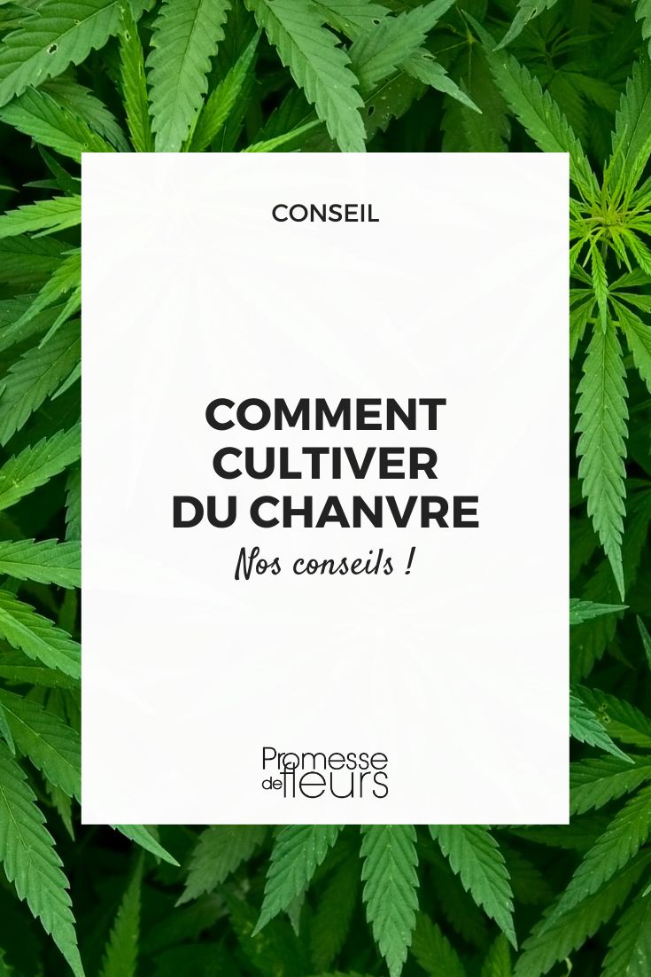 cultura de cannabis sativa