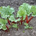 ¿Cuándo y cómo trasplantar un ruibarbo?