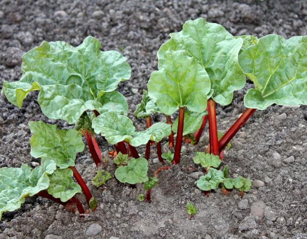 ¿Cuándo y cómo trasplantar un ruibarbo?