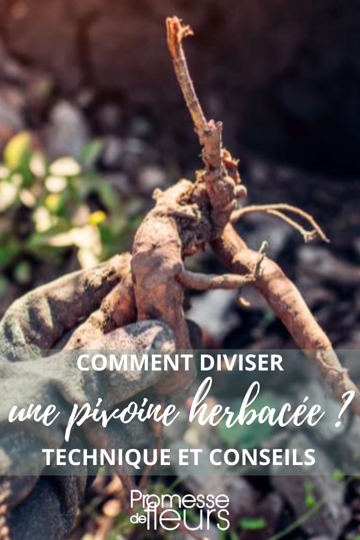 multiplicar peonías herbáceas por división