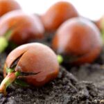 ¿Cómo hacer germinar las semillas de los árboles?