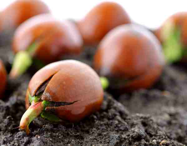 ¿Cómo hacer germinar las semillas de los árboles?