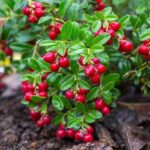 ¿Cómo cosechar y conservar las arándanos rojos?