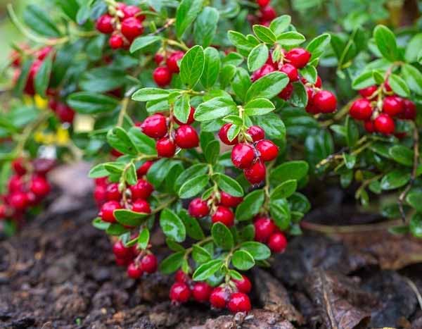 ¿Cómo cosechar y conservar las arándanos rojos?