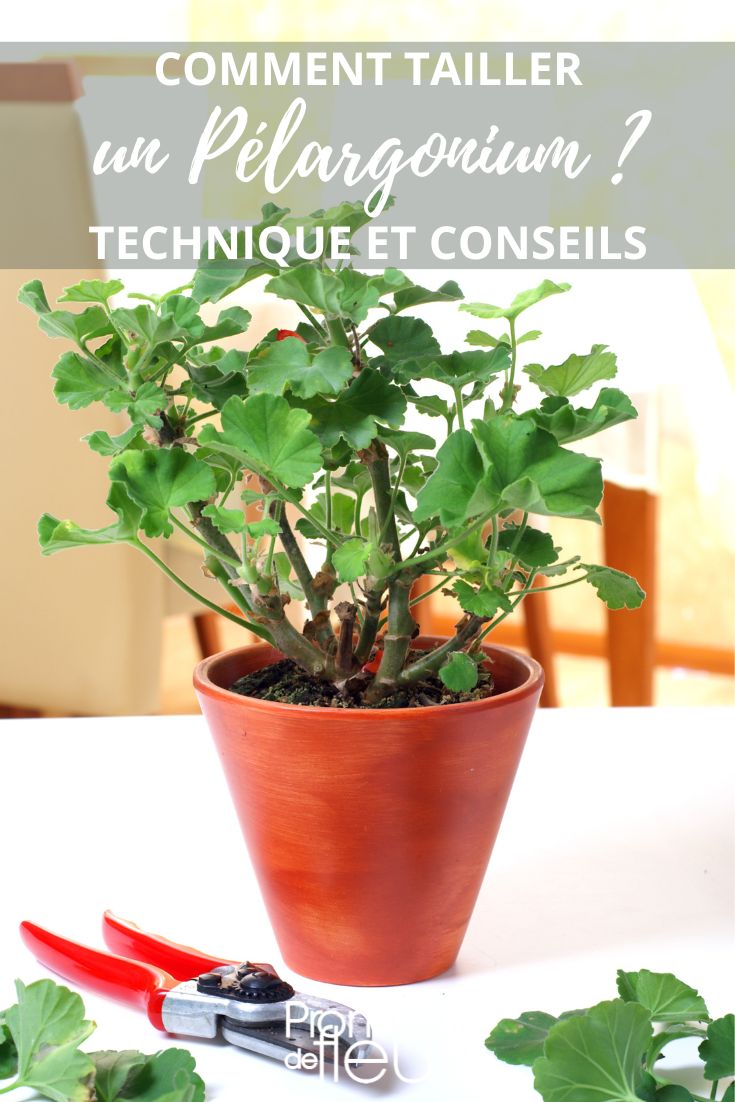 podar un geranio de jardín