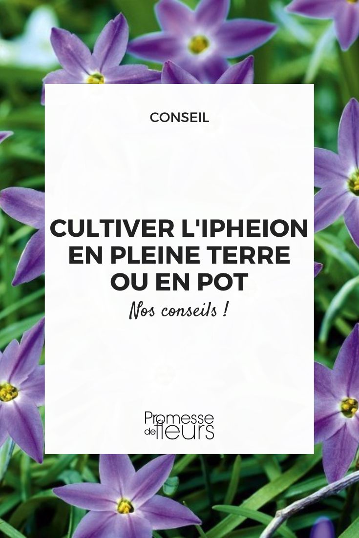 Ipheion uniflorum Froyle Mill