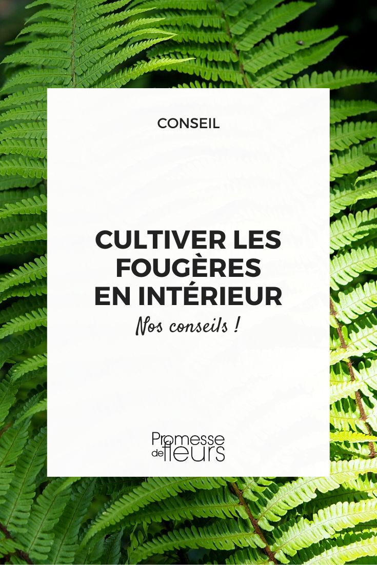 cuidar un helecho en casa