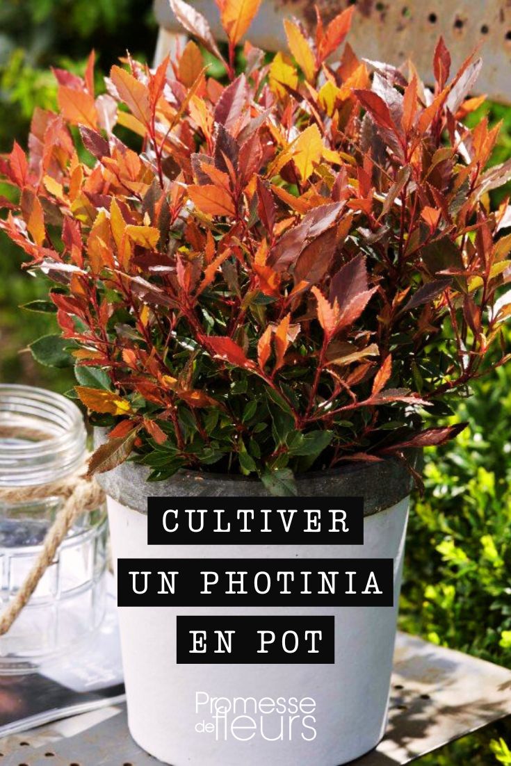 consejos para el cultivo del fotinia