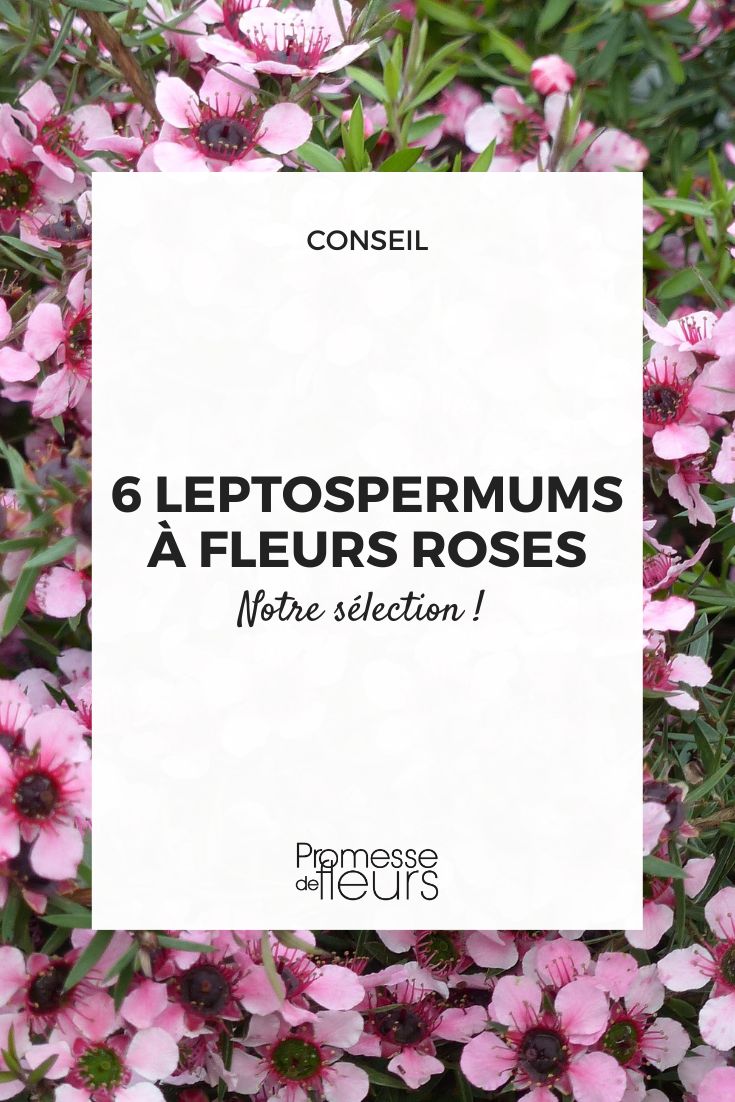 Árbol de té o Mirto de Nueva Zelanda