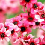 Leptospermum de flores rosadas: las variedades más bonitas