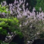 Descubre el Paulownia, el árbol campeón del almacenamiento de CO2