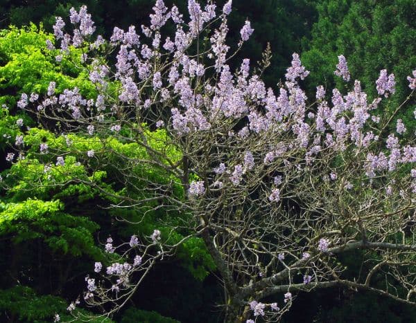 Descubre el Paulownia, el árbol campeón del almacenamiento de CO2