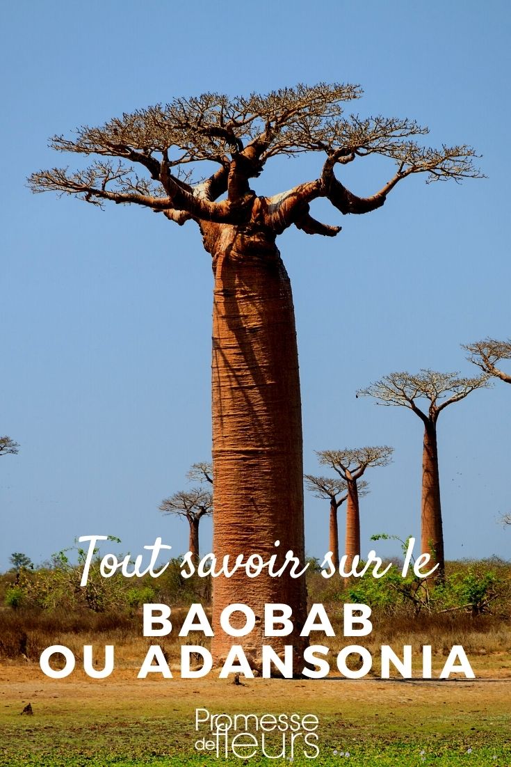 Adansonia Baobab: plantar y cultivar
