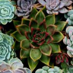 7 plantas crasas fáciles de cultivar