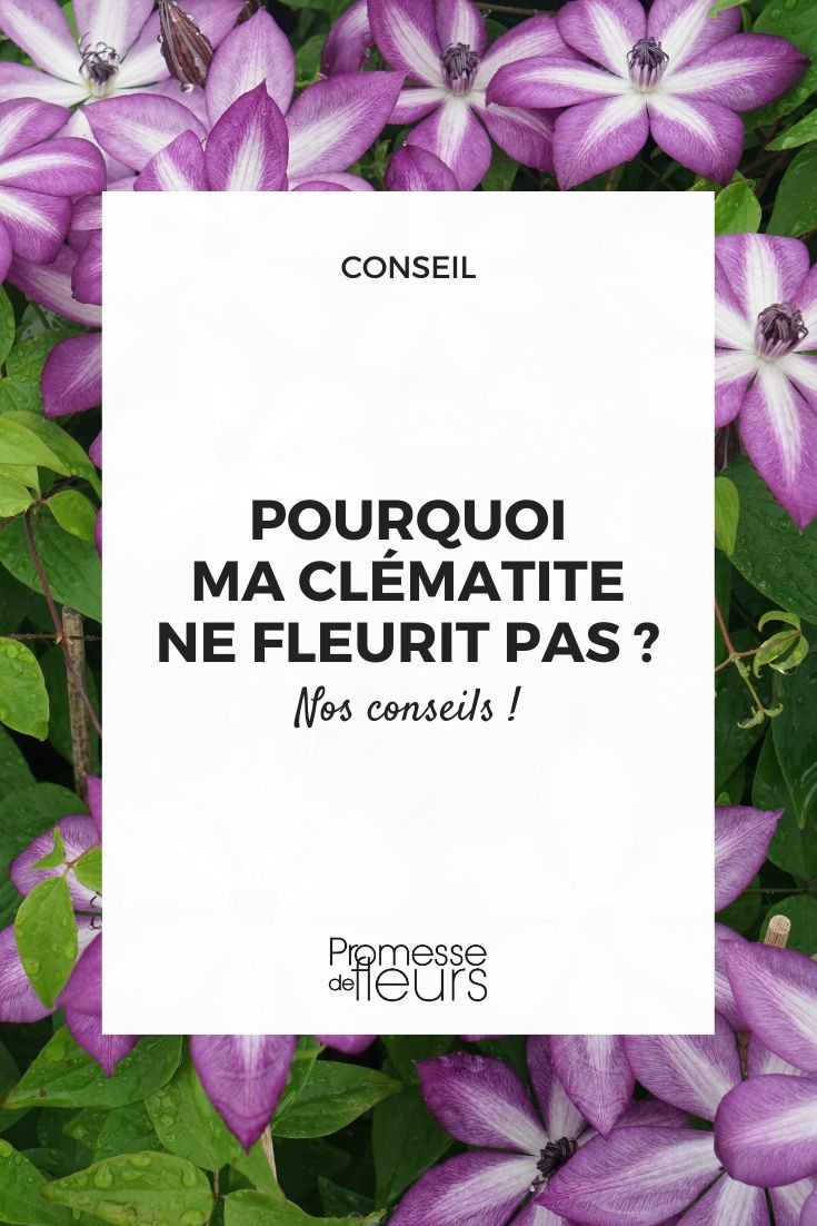 Clematis lavallee (sin cambios, ya que es el nombre científico de la planta)