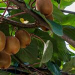 ¿Por qué mi Kiwi no da frutos?
