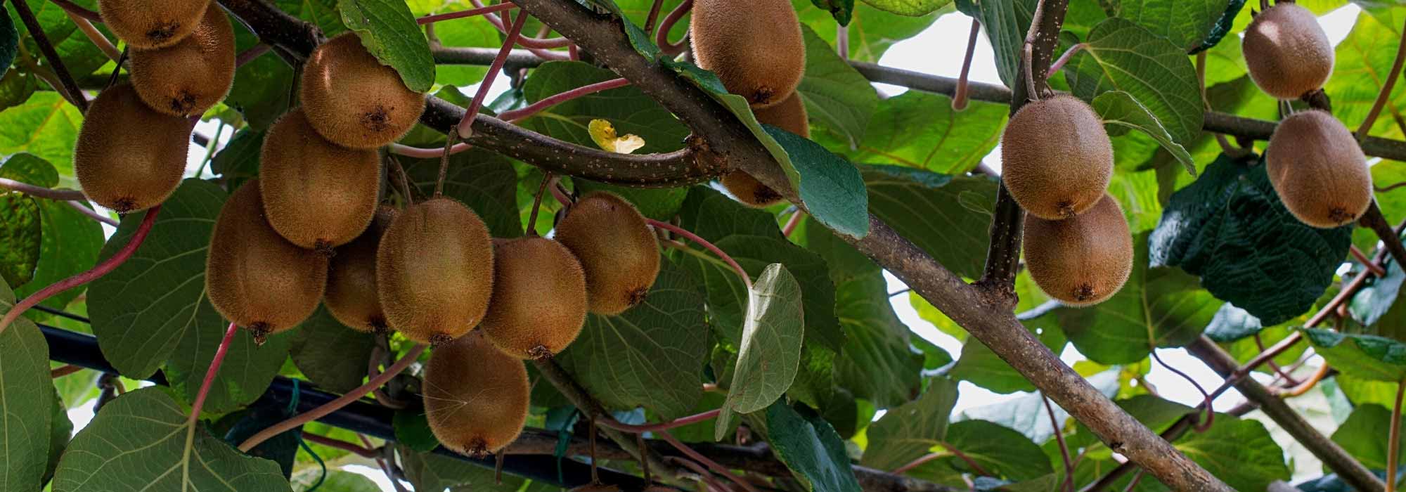 ¿Por qué mi Kiwi no da frutos?