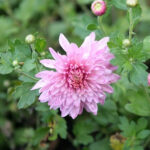 Podar y pinzar los Crisantemo: nuestros consejos