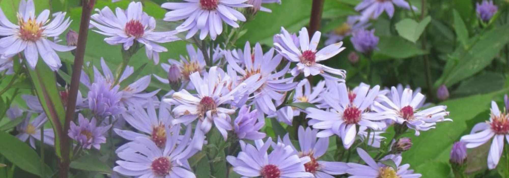 7 Aster de otoño tempranos
