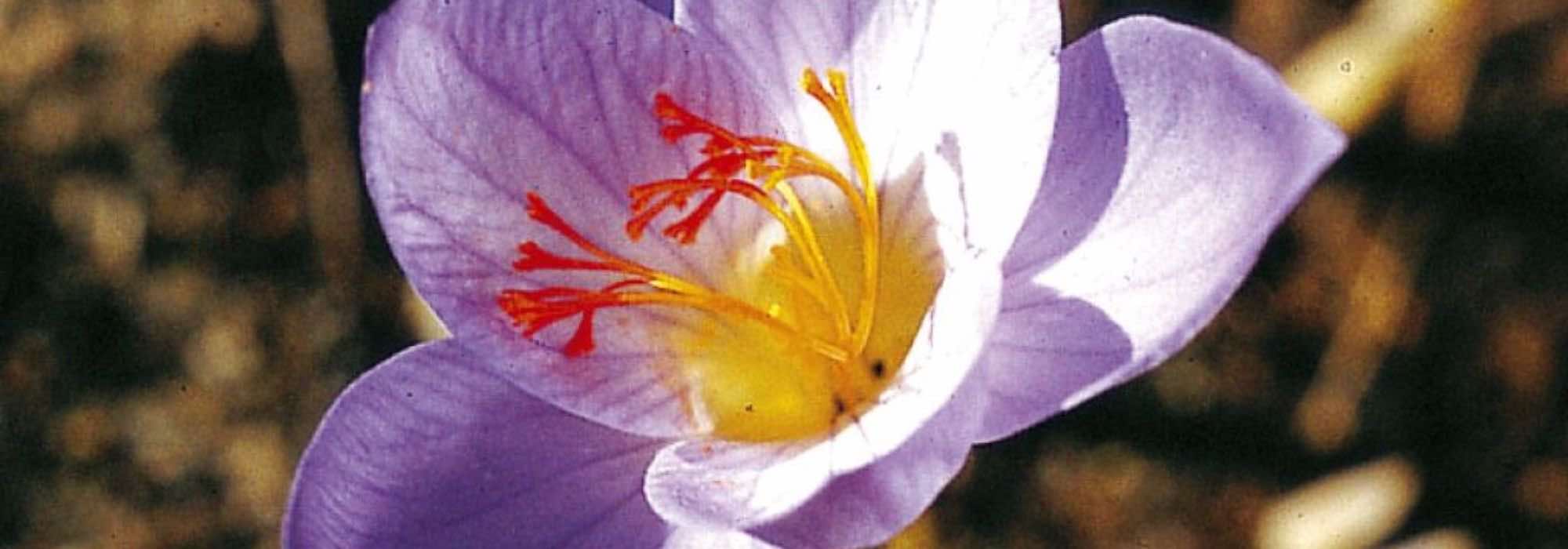 5 bulbos de flores de final de otoño