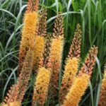 5 bulbos de floración a finales de primavera