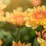 5 Crisantemos de flores amarillas o naranjas