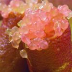 ¿Cómo cultivar un caviar cítrico en maceta?