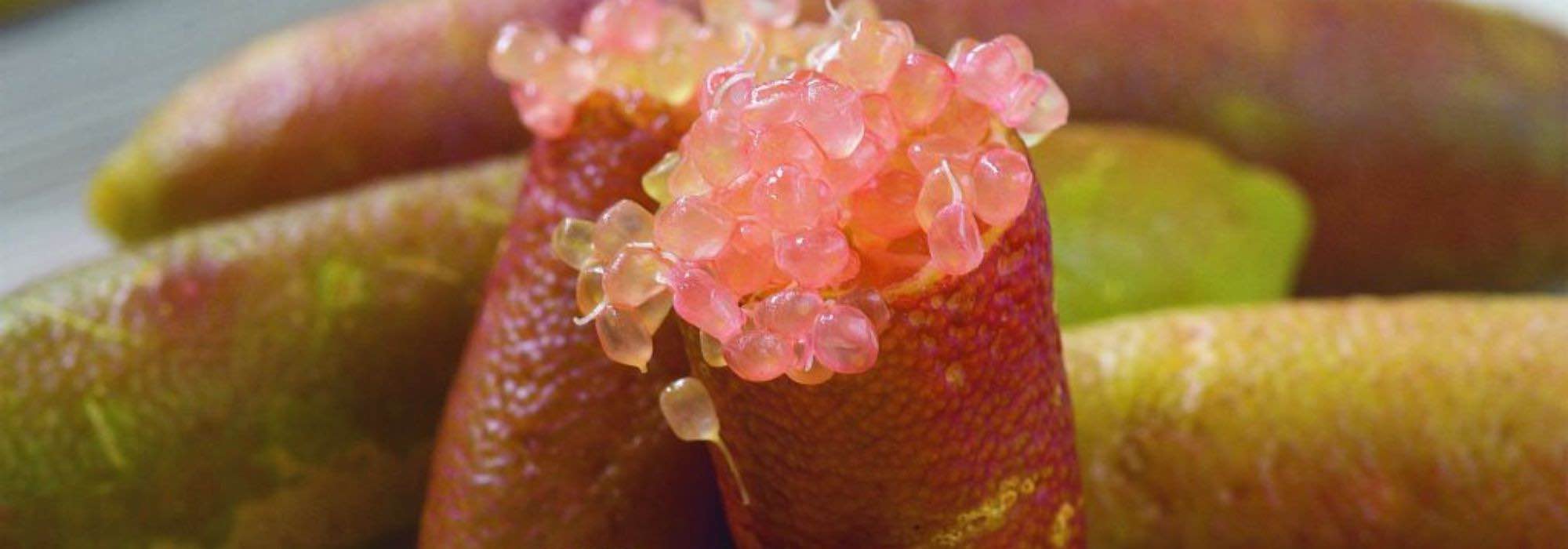 ¿Cómo cultivar un caviar cítrico en maceta?