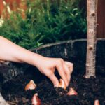 ¿Cómo arruinar la Plantación de sus bulbos en 5 lecciones?