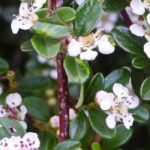 Cotoneaster: las mejores variedades para végétaliser un macollamiento