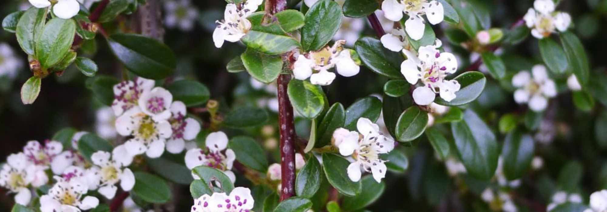 Cotoneaster: las mejores variedades para végétaliser un macollamiento