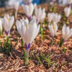 Las mejores variedades de Croco de flores blancas para tu jardín